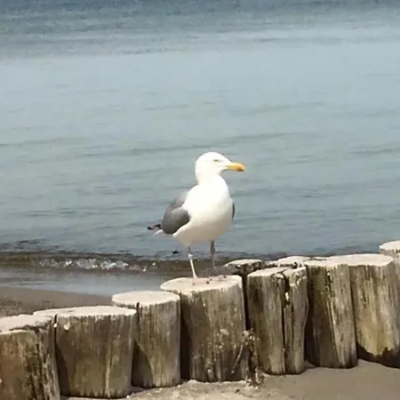 Alte Kate * Zingst